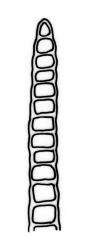 Fissidens  integerrimus, leaf cross-section, margin of dorsal lamina. Drawn from J.E. Beever 66-51, AK 200555.
 Image: R.C. Wagstaff © Landcare Research 2014 